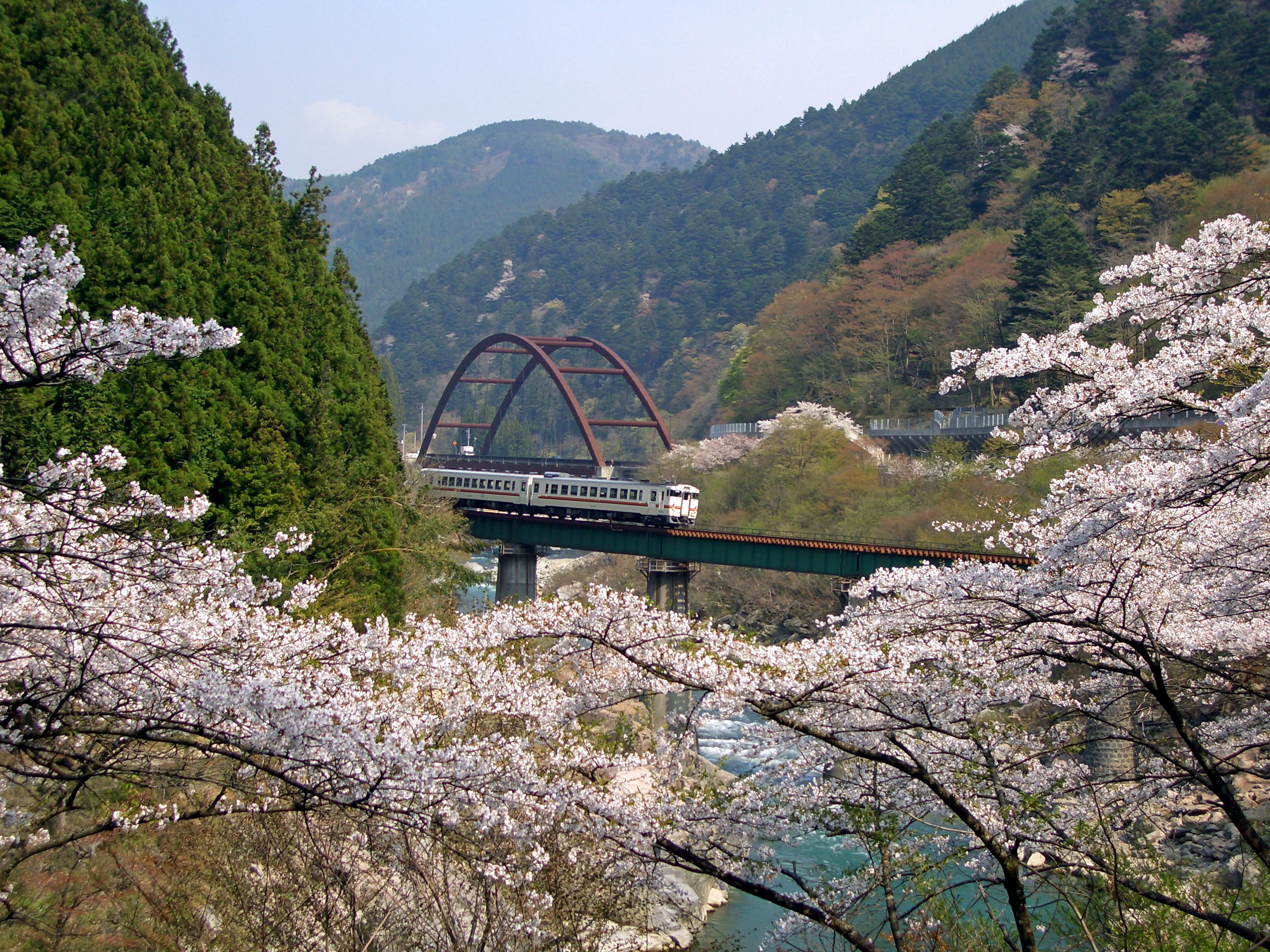 中山七里の桜 日本三名泉を楽しもう 下呂温泉観光協会