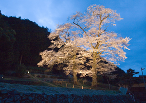 下呂温泉に泊まる高山祭と夜桜