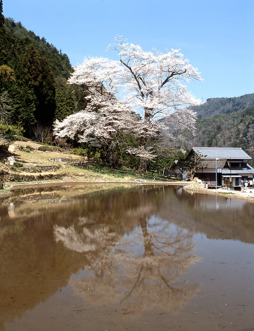 苗代桜　(飛騨美濃さくら33選) なわしろさくら