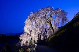 四美のしだれ桜 しみのしだれさくら