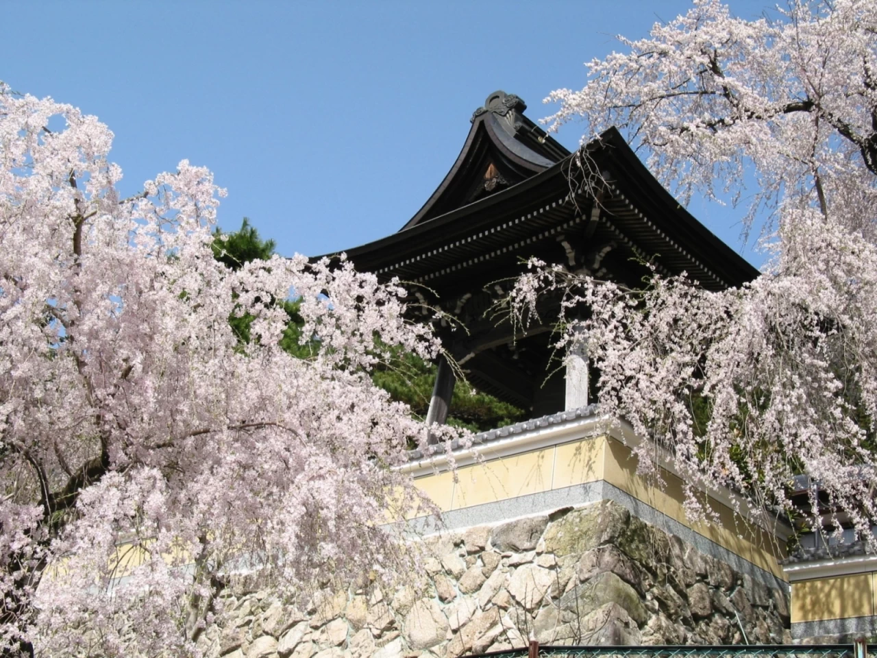 浄福寺のしだれ桜　(飛騨美濃さくら33選)(じょうふくじのしだれさくら)