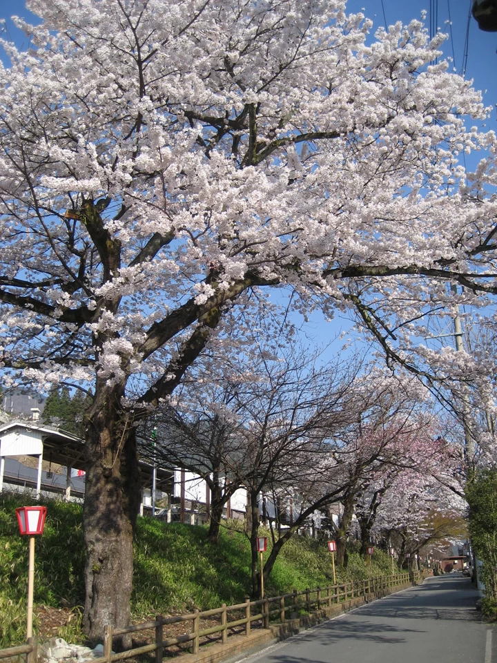 下呂駅周辺の桜　(飛騨美濃さくら33選) げろえきしゅうへんのさくら