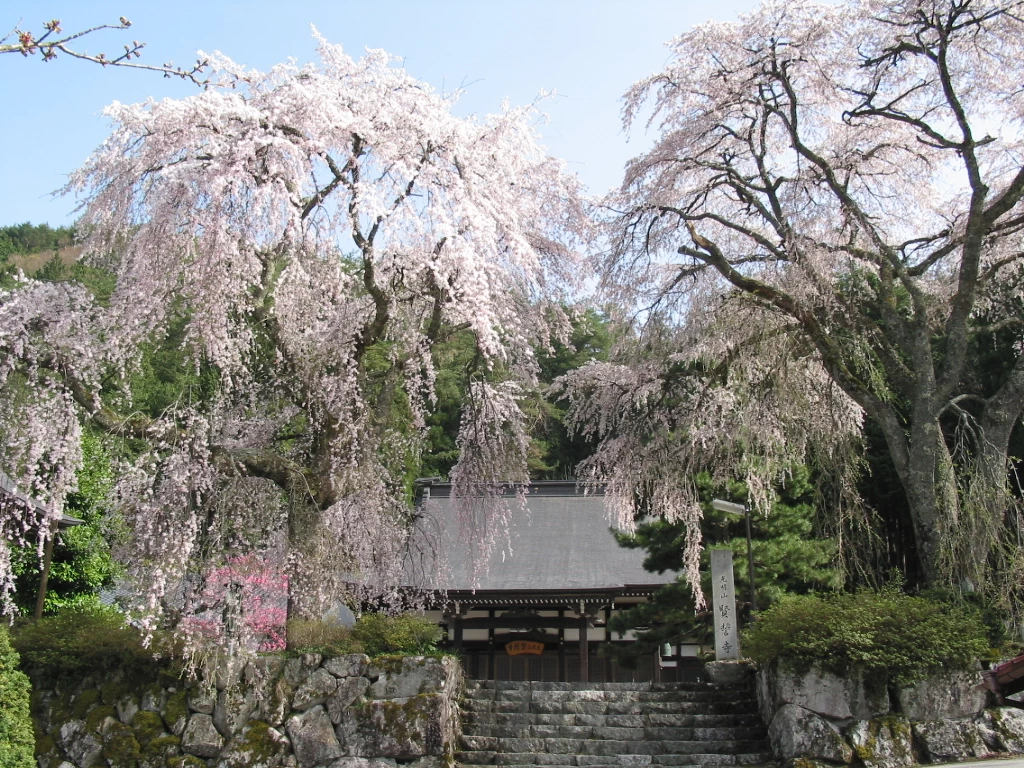 賢誓寺の桜(げんせいじのさくら)